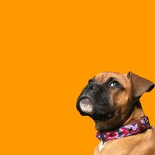 Load image into Gallery viewer, Extra Small