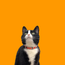 Load image into Gallery viewer, Extra Extra Small